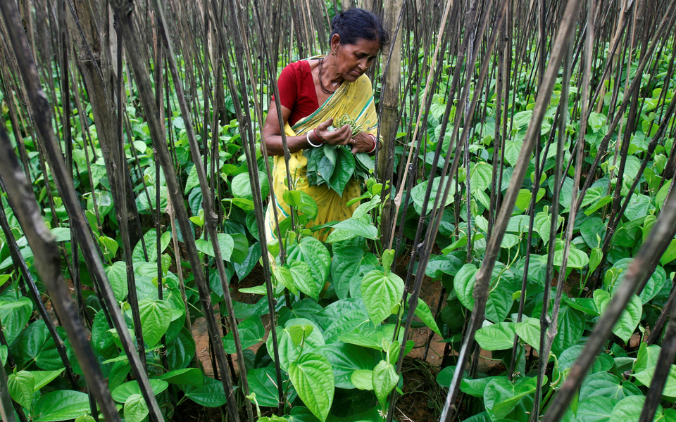 ινδία-400-000-εργάτες-στις-φυτείες-τσαγιού-α-2266487