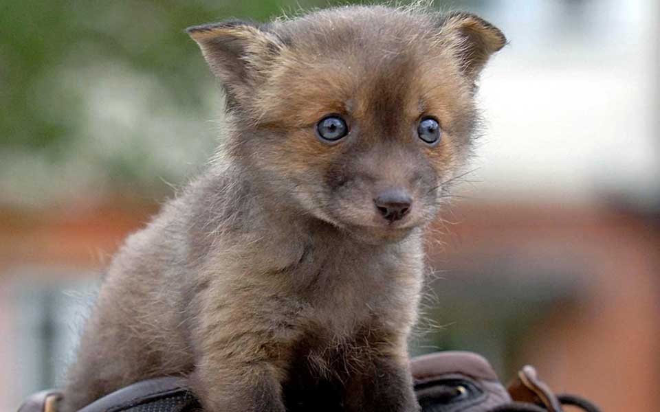 γονίδια-αλεπούς-δείχνουν-τον-μηχαν-2267153