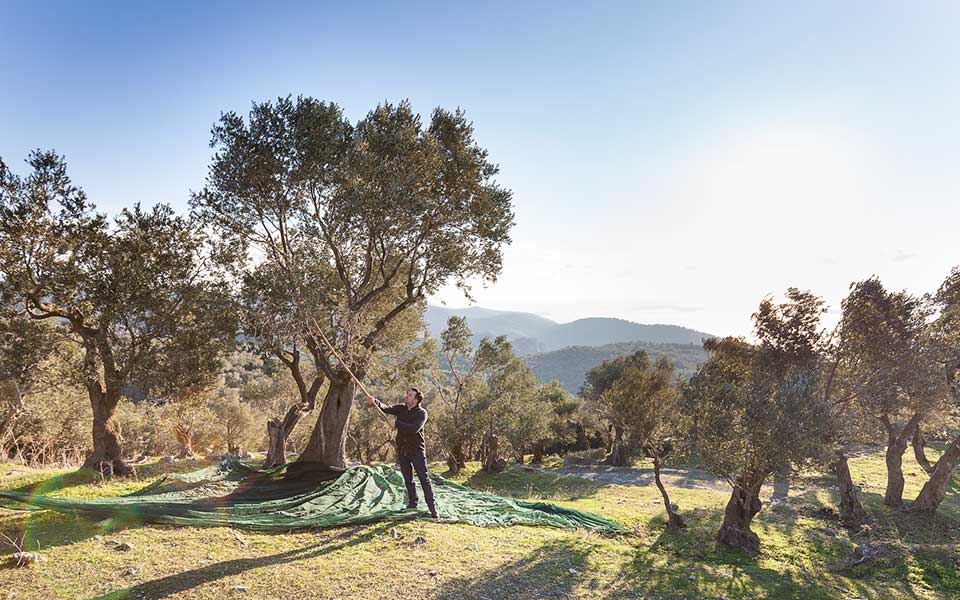 από-τουρίστες-ελαιοπαραγωγοί-στη-λέσ-2267137