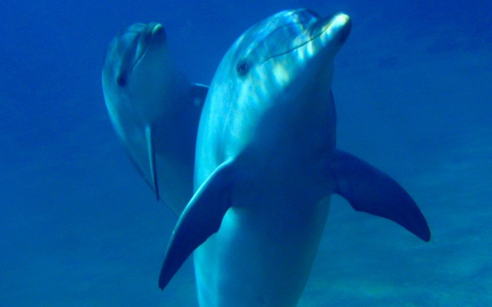 περιπτύξεις-δελφινιού-διώχνουν-τουρ-2269982