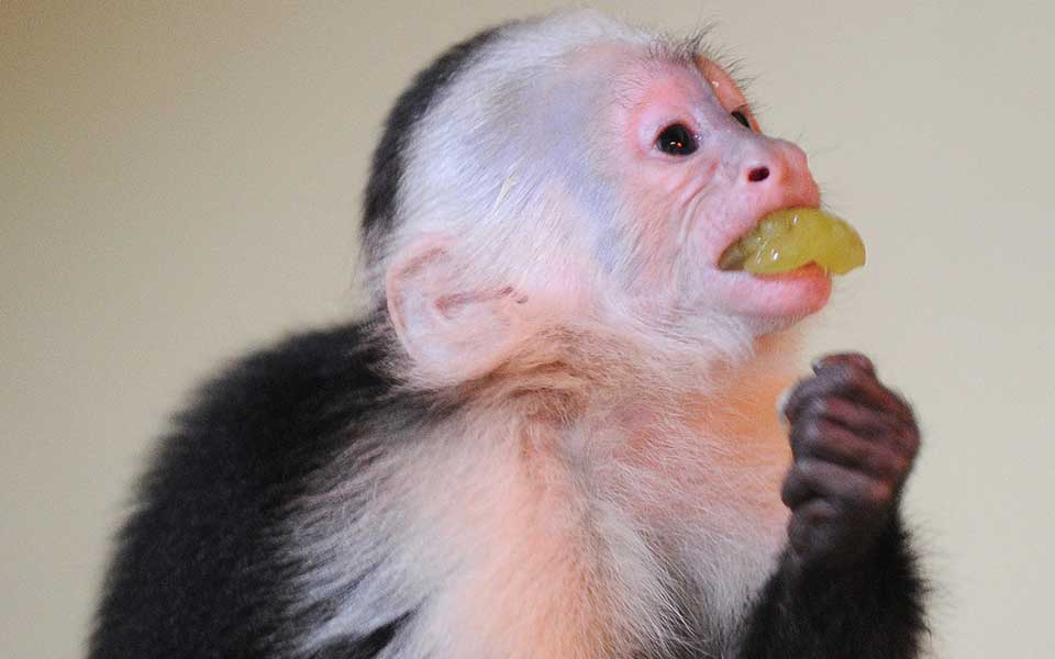 το-γονίδιο-της-γήρανσης-μελετούν-οι-επ-2269203