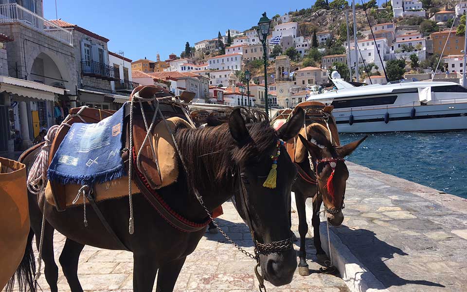 zώα-εργαζόμενα-και-συντροφιάς-ζητούν-α-2269204