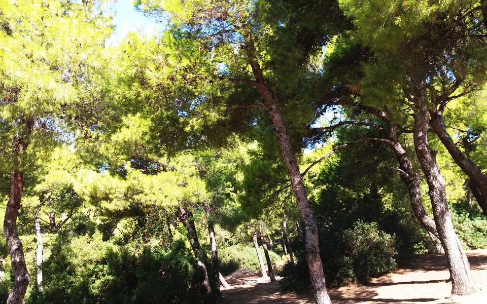 πολύ-υψηλός-κίνδυνος-πυρκαγιάς-για-το-2265783