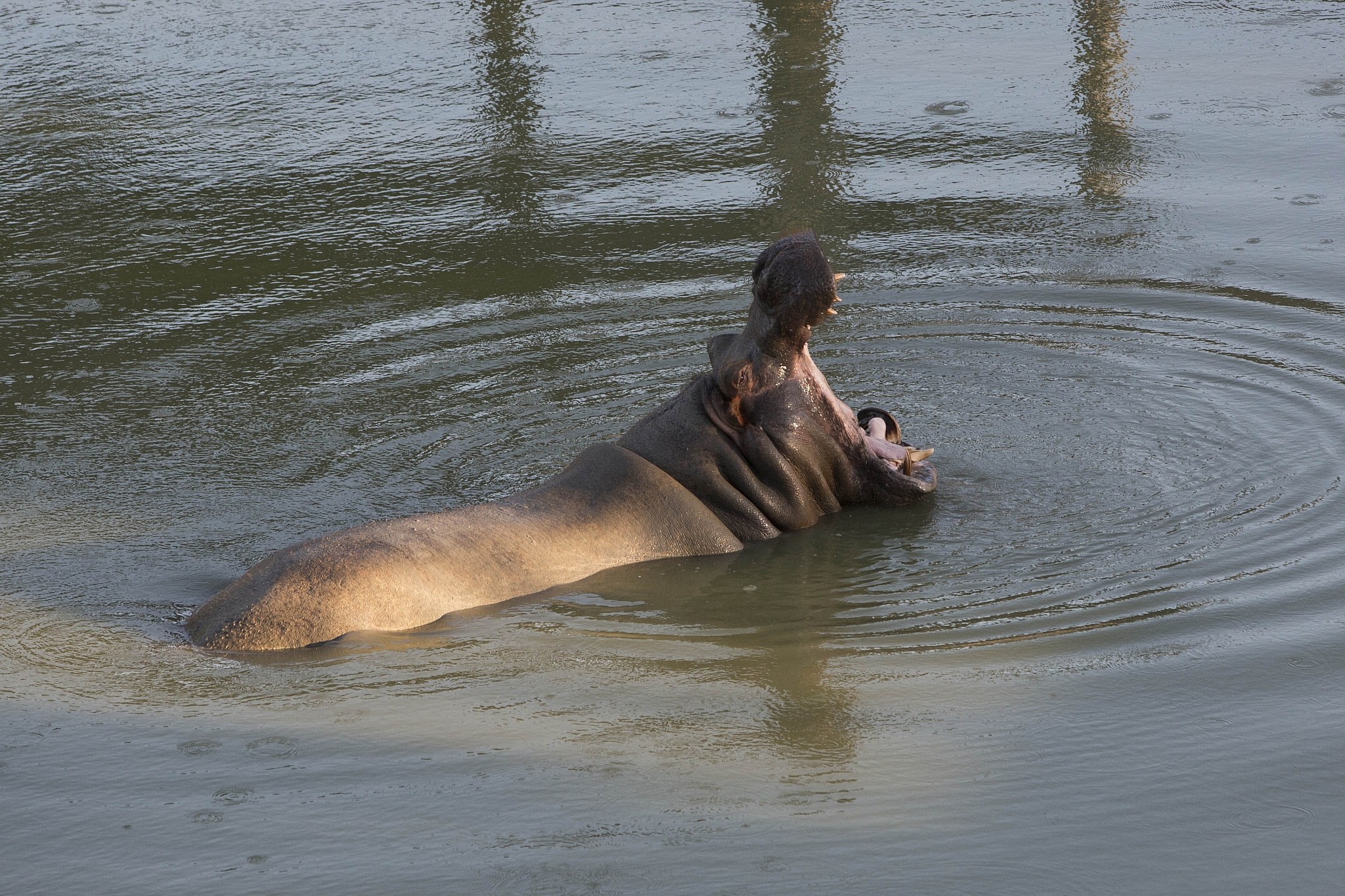 πέθανε-ο-γηραιότερος-ιπποπόταμος-του-2267910