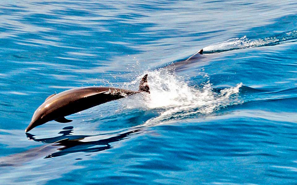 πλαστικό-φονιάς-φαλαινών-2268147