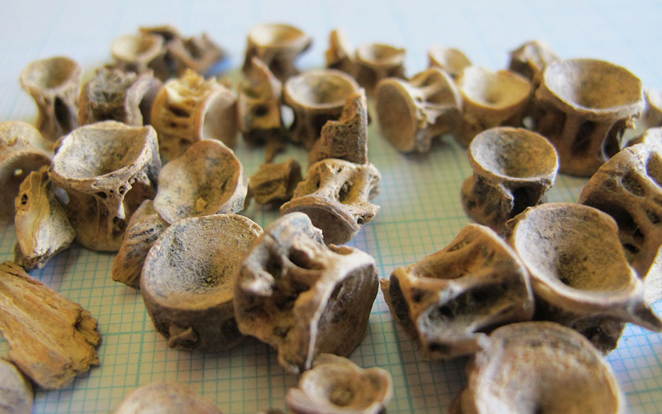 ερευνα-καλοφαγάδες-με-προτίμηση-στα-ψ-2269743