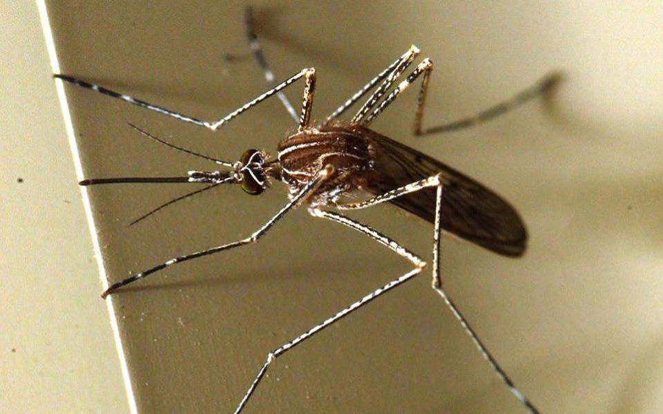 καμπανάκι-της-ποεδην-για-τον-ιό-του-δ-2267408