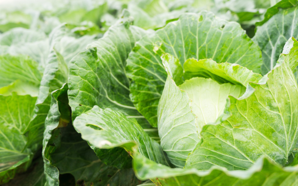 το-λάχανο-και-το-μπρόκολο-μειώνουν-τον-2267795