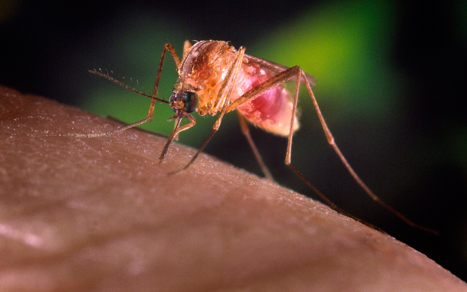 εξαπλώνεται-ο-ιός-του-νείλου-2270077