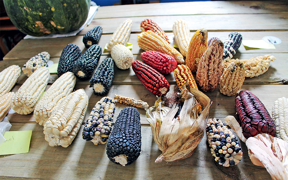 mεξικό-για-προχωρημένους-2268477