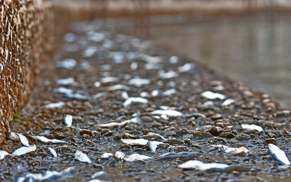 εκατοντάδες-σαρδέλες-βγήκαν-στη-στερ-2269392