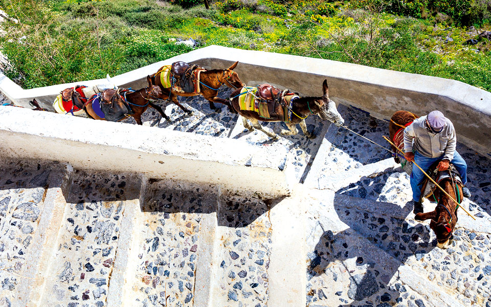 μια-εγκύκλιος-για-τα-ζώα-2267988