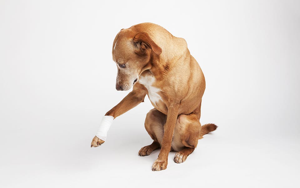 οι-θεράποντες-2267037