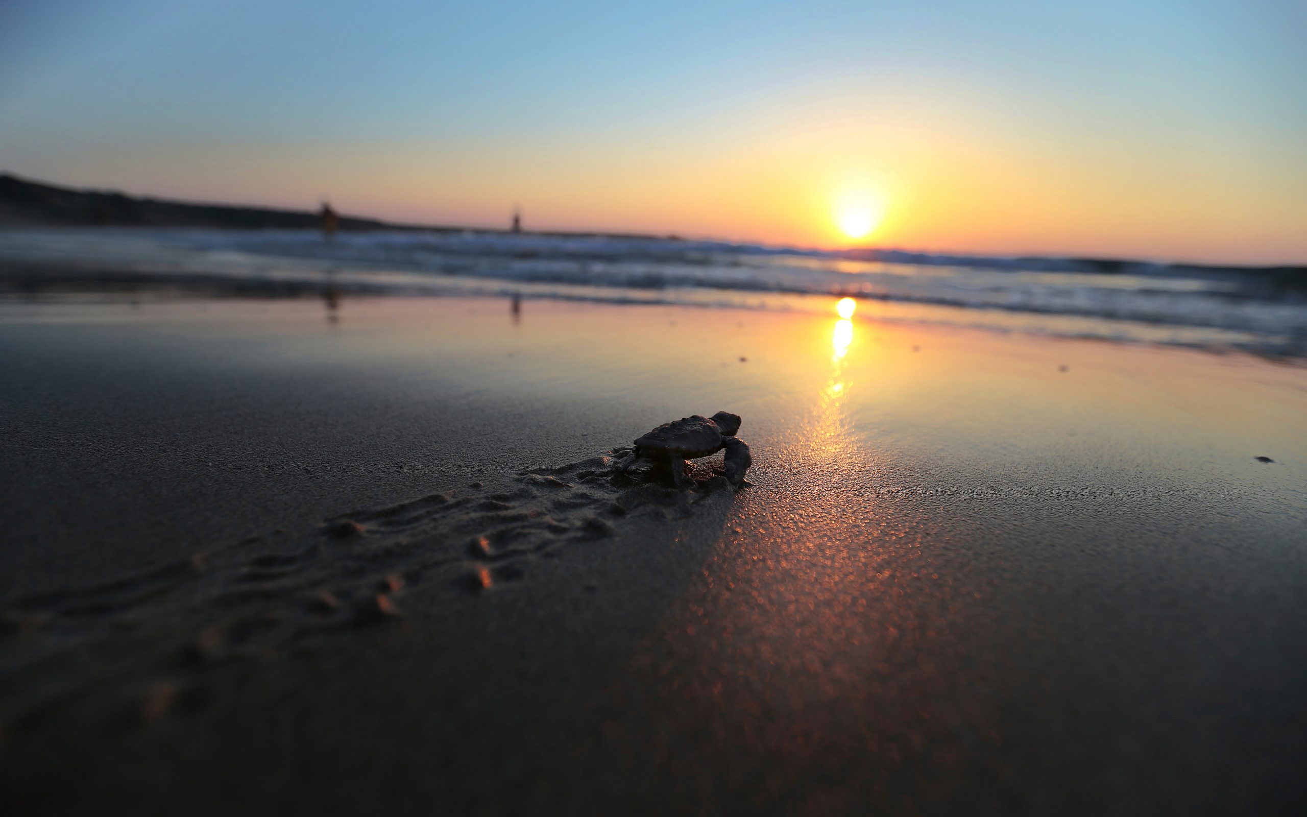 μεξικό-νεκρές-βρέθηκαν-122-θαλάσσιες-χε-2268126