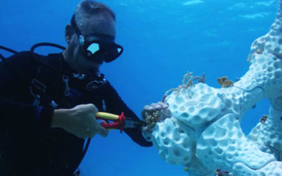 κοράλλια-που-σώζουν-τον-υποθαλάσσιο-π-2272527