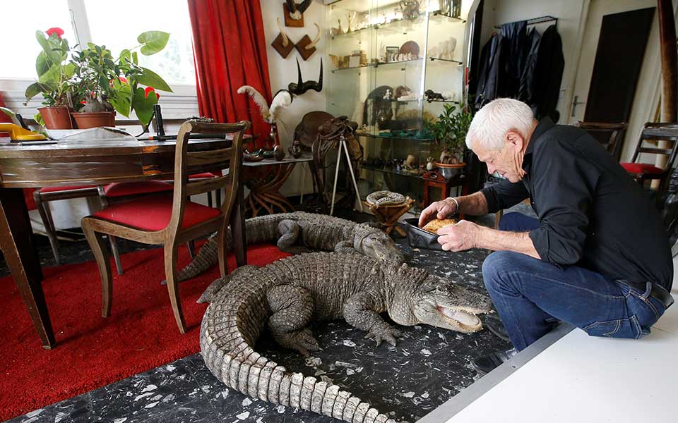 κροκόδειλοι-φίδια-και-αράχνες-κατοι-2273944