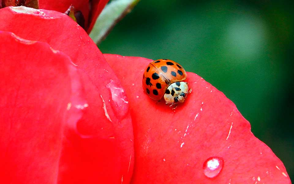 σημαντική-μείωση-των-επωφελών-εντόμω-2273946