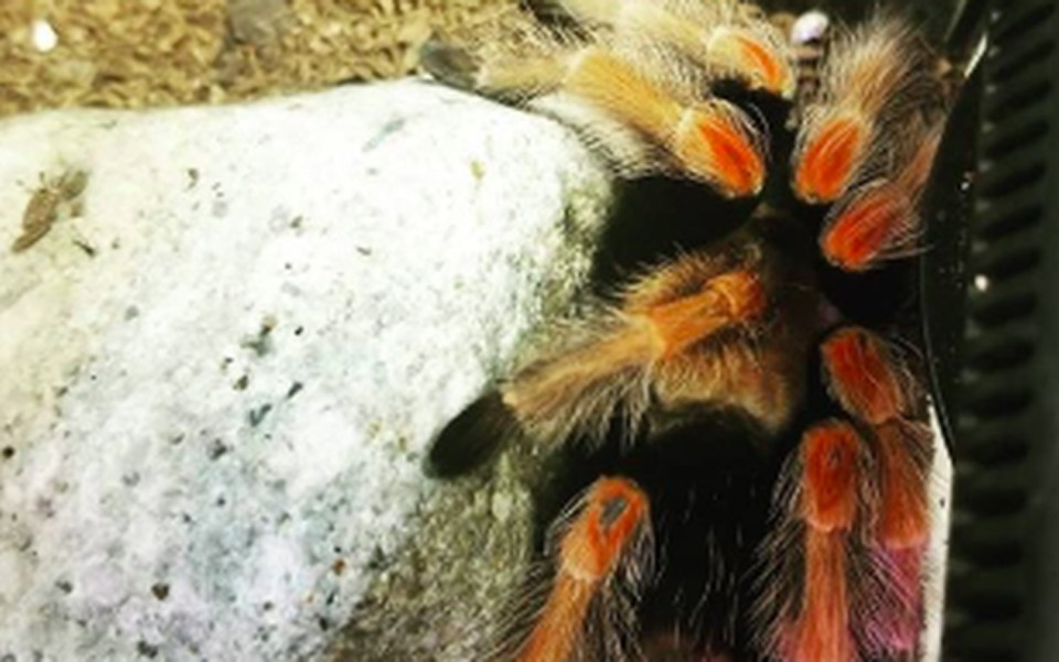 ηπα-εκλεψαν-7-000-έντομα-αξίας-40-000-δολαρίων-α-2272037