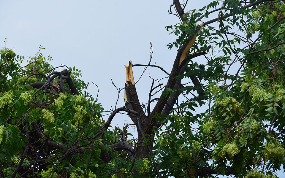 πτώσεις-δέντρων-από-τους-ισχυρούς-ανέ-2274503