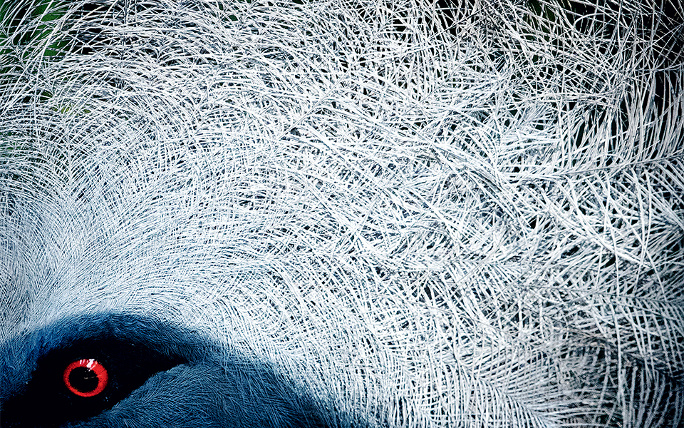 φτερωτός-κόσμος-2270802