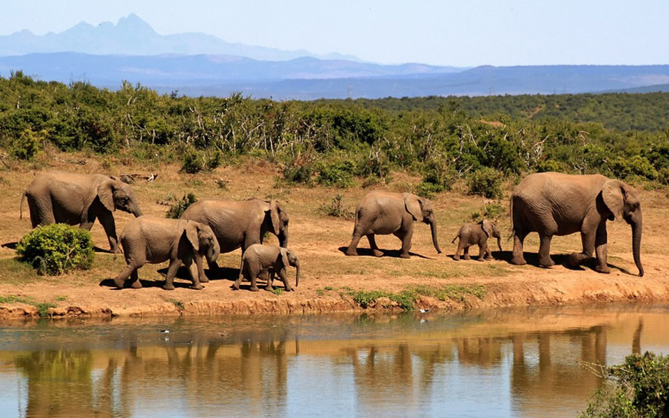 νεκροί-87-ελέφαντες-από-λαθροκυνηγούς-σ-2270984