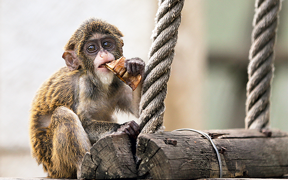 λισαβόνα-πορτογαλία-2271369