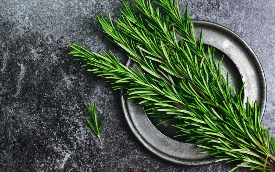 δεντρολίβανο-με-θεραπευτικές-και-καρ-2273143