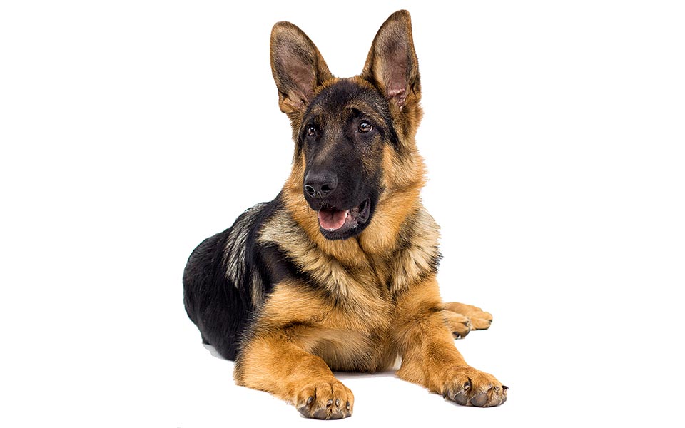 ο-σκύλος-που-απέργησε-2274019