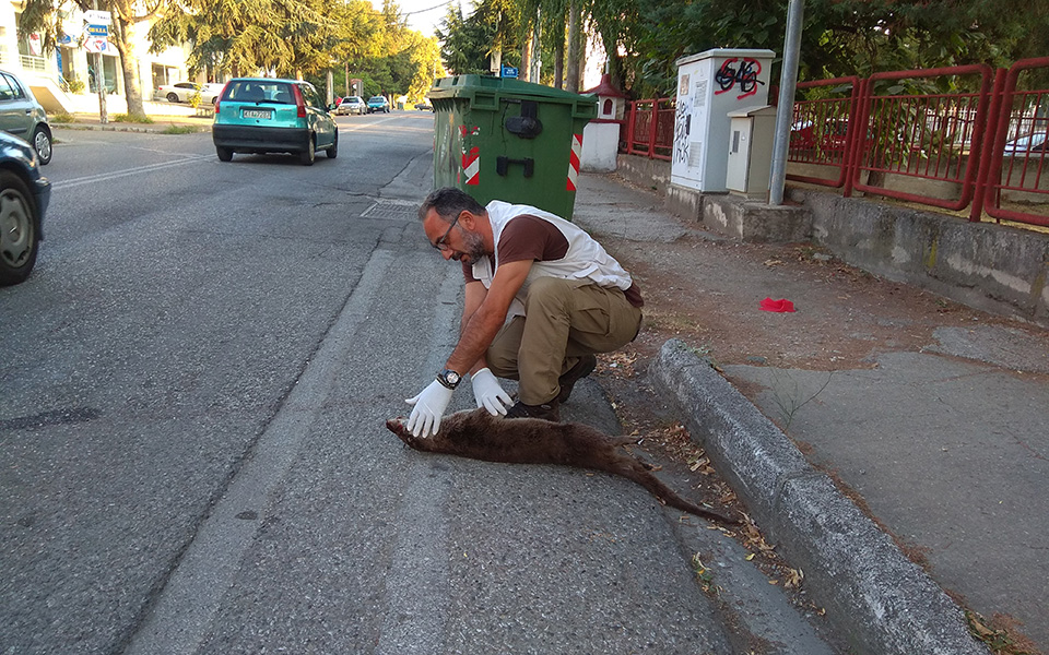 νεκρή-βίδρα-σε-τροχαίο-στην-καστοριά-2273482