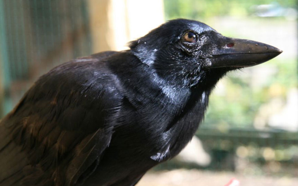 η-επιστήμη-δικαιώνει-τον-αίσωπο-για-τη-2280004