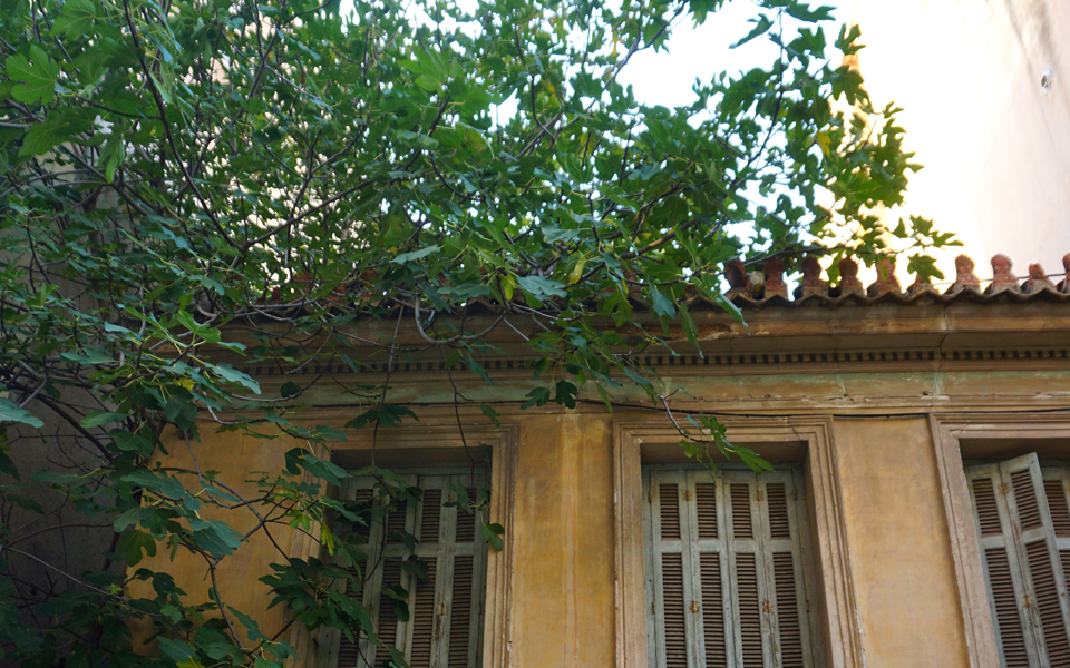 η-γέρικη-συκιά-της-οδού-χαρβούρη-2279067