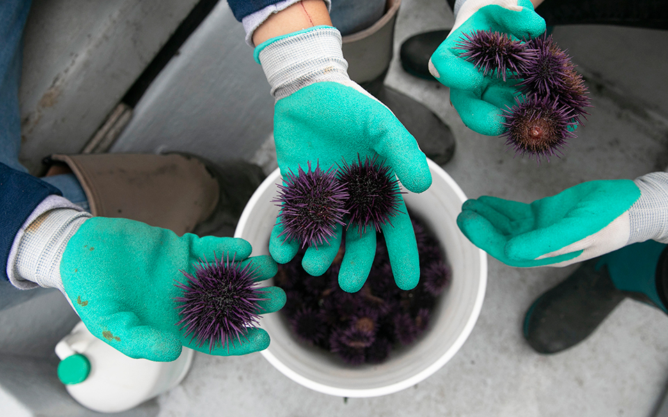 κινδυνεύουν-τα-δάση-των-θαλασσών-2280288