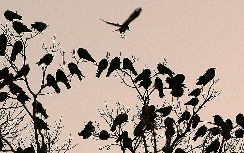 τα-κοράκια-λύνουν-δύσκολα-προβλήματα-2280290