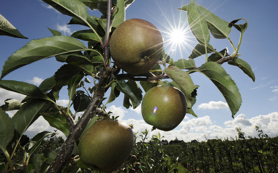 mίλα-μου-για-μήλα-2280082