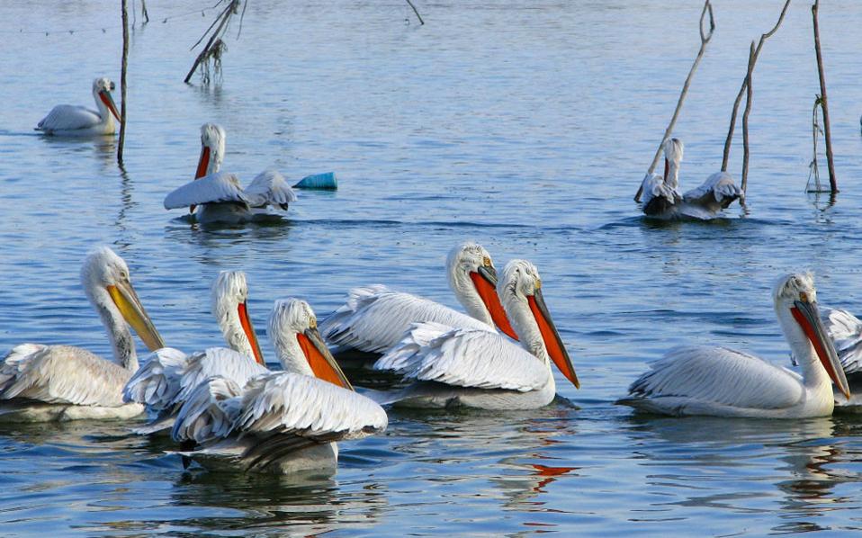 δραματική-μείωση-των-πληθυσμών-των-πο-2281066