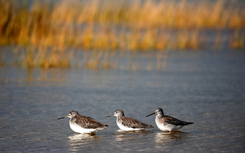 εξαφάνιση-του-60-θηλαστικών-ερπετών-αμ-2281065
