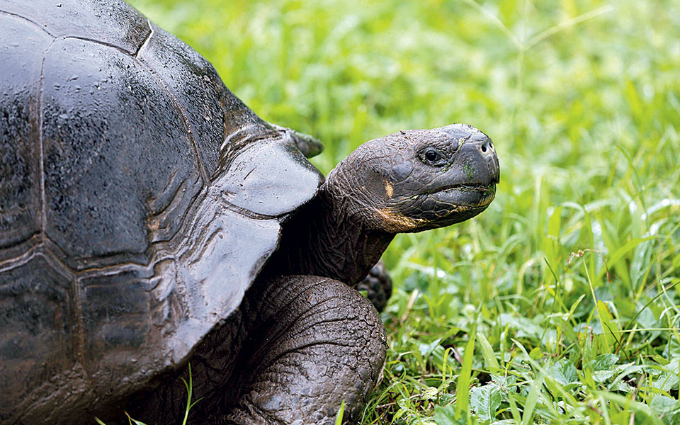 χελώνες-sos-2278200