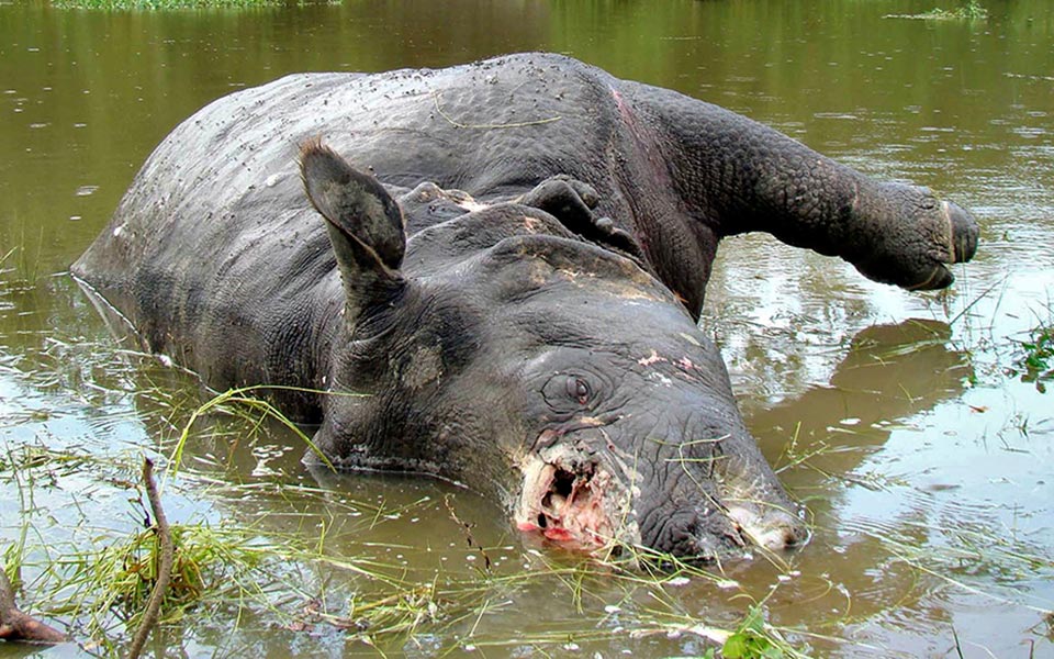 κόκκαλα-απο-τίγρεις-και-κέρατα-ρινόκε-2280923