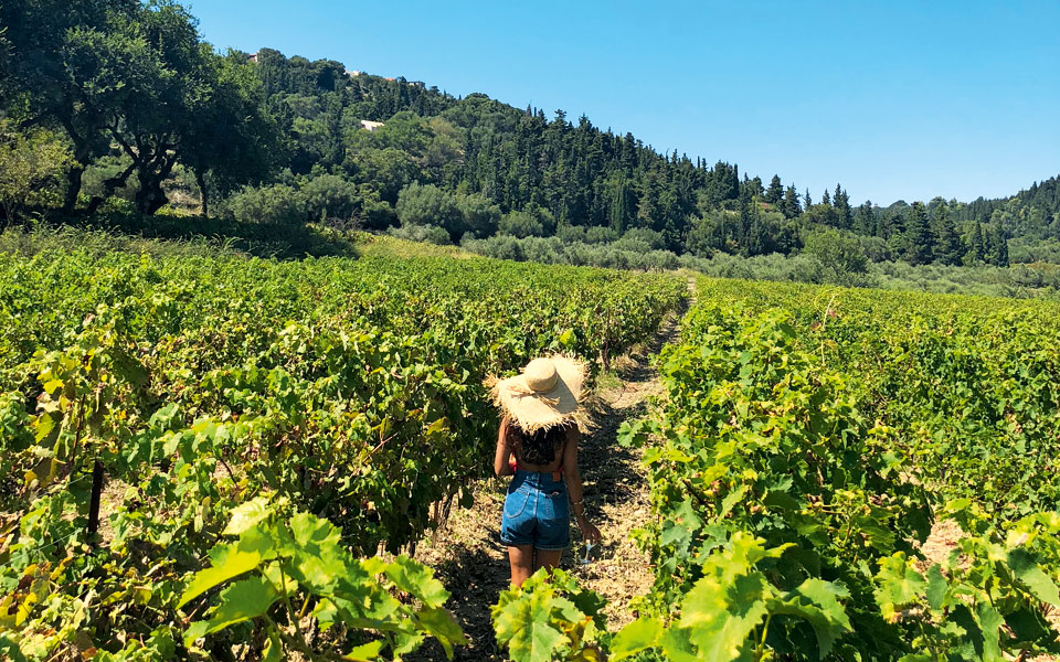 οινοτουρισμός-γνωρίζοντας-τα-αμπελο-2276046