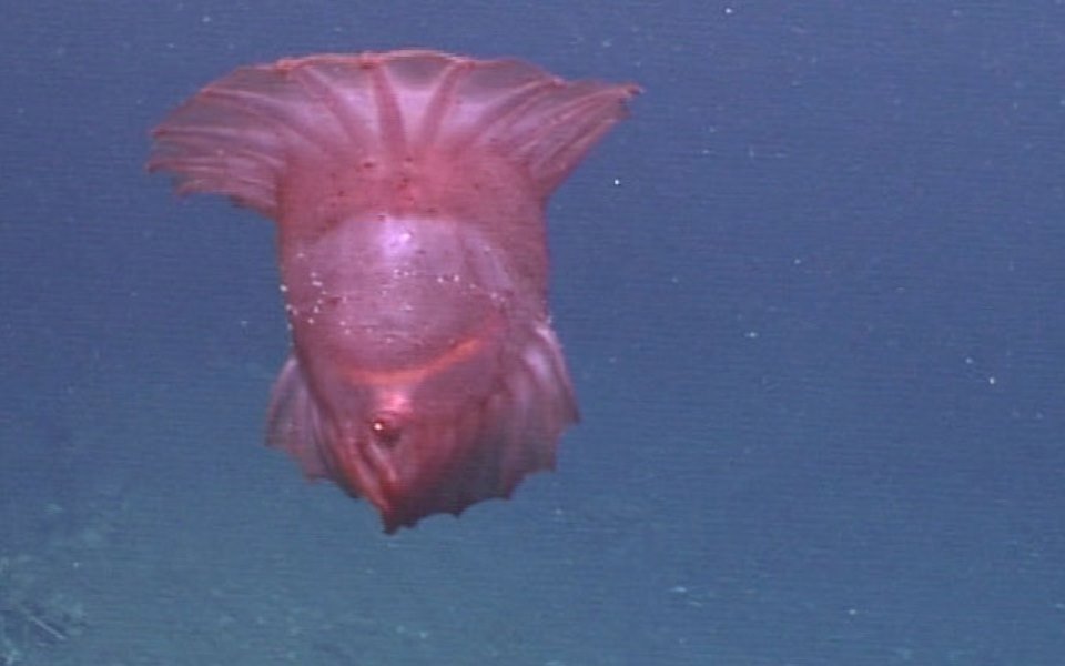 aκέφαλο-κοτόπουλο-τέρας-κινηματογρ-2279481