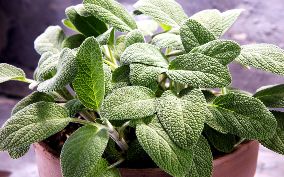 φασκόμηλο-στην-κουζίνα-2278177