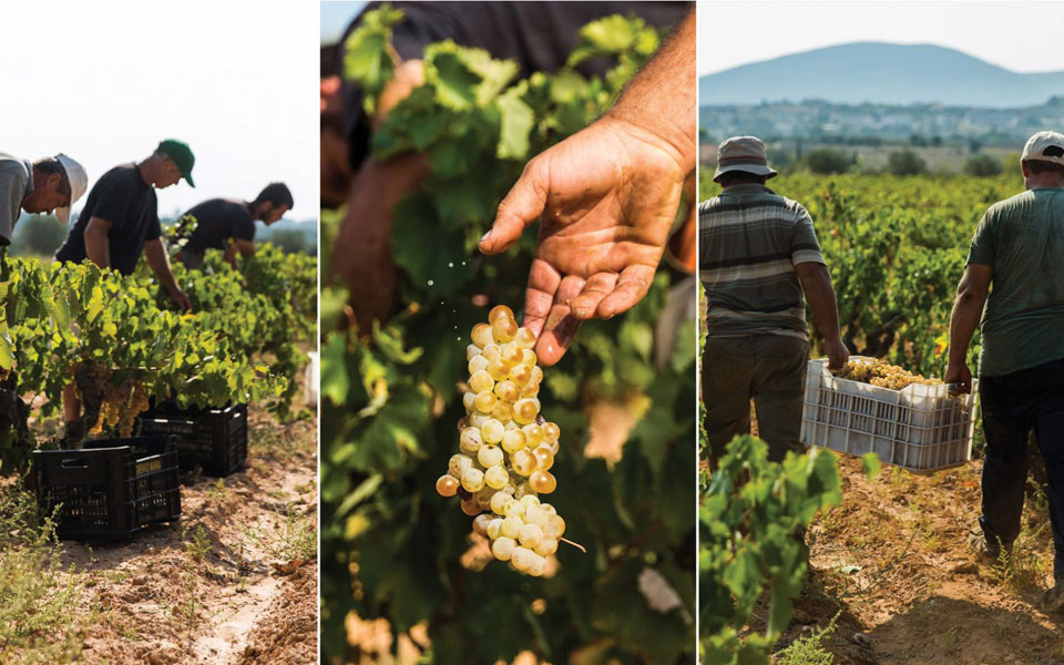 τρύγος-στα-αμπέλια-της-πρωτεύουσας-2275660