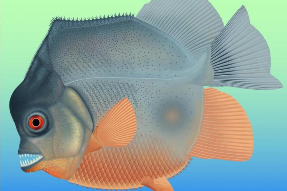 το-αρχαιότερο-πιράνχα-ανακάλυψαν-παλ-2278915