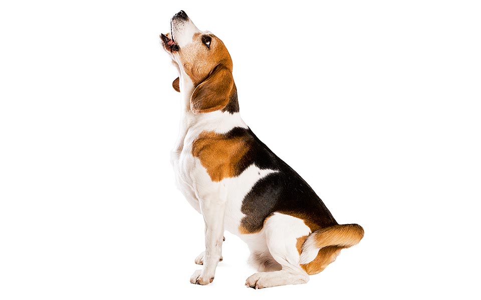 το-σκυλί-του-γείτονα-2275696