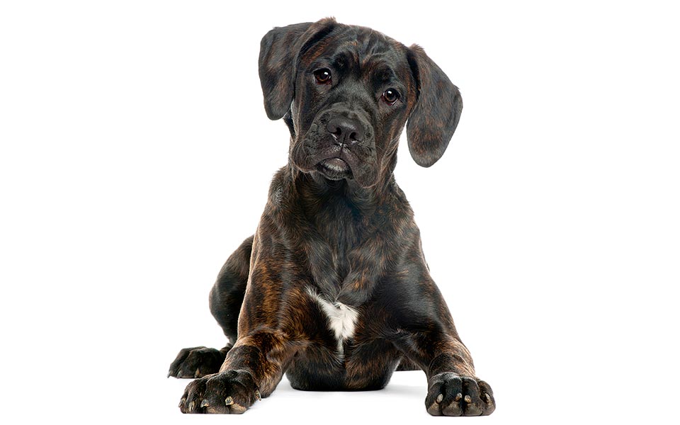 black-dogs-matter-2280147
