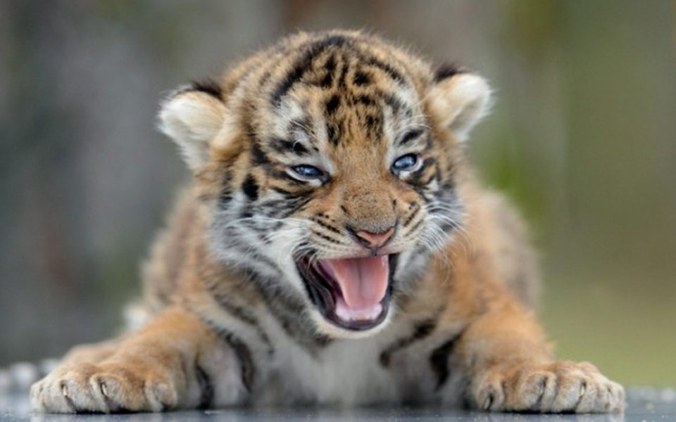 ο-πλανήτης-μας-έχασε-το-60-του-πληθυσμού-2280804