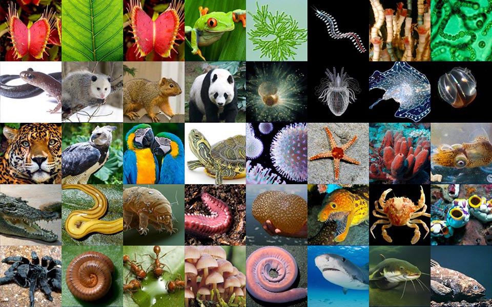 χαρτογράφηση-γενετικού-κώδικα-των-ει-2281511