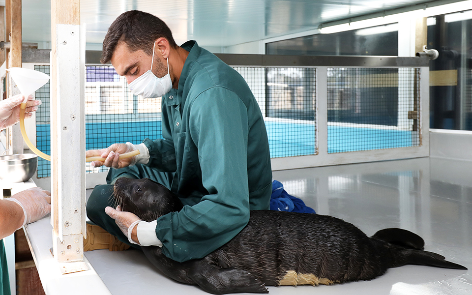 περιθάλποντας-τον-κωστή-το-αρσενικό-φ-2281700