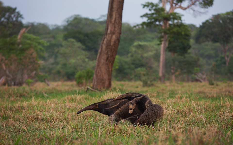 παγίδα-για-την-πανίδα-2283749