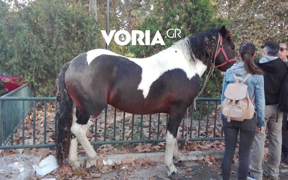 αλογο-έκανε-βόλτα-στο-κέντρο-της-θεσσ-2281928